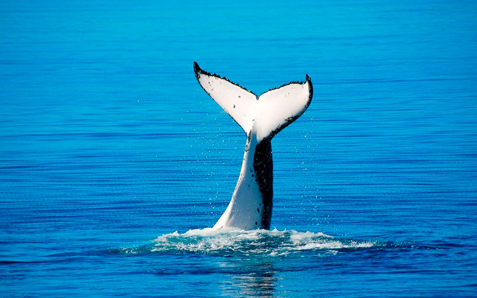 Tail view of a sperm whale